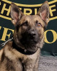 K9 Kyro | Flagler County Sheriff's Office, Florida