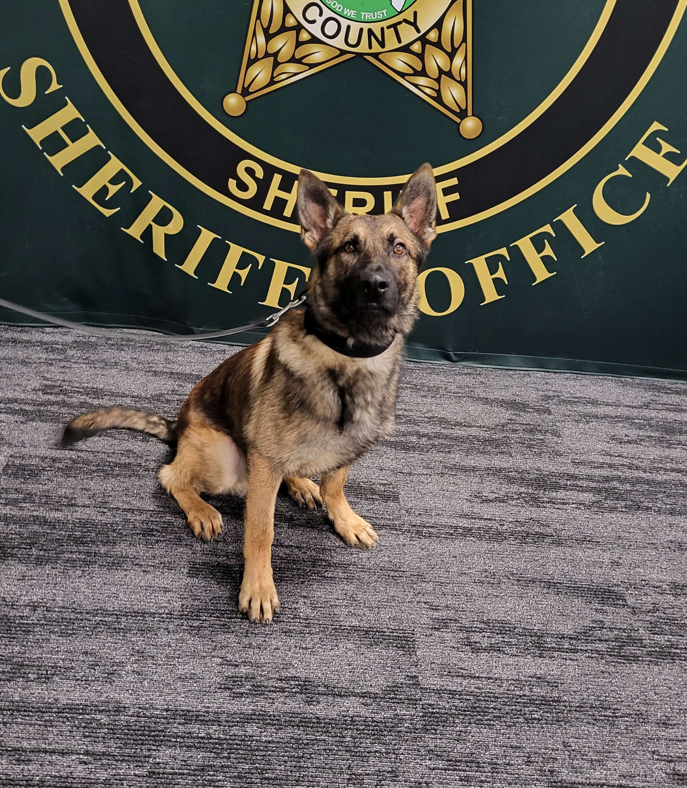K9 Kyro | Flagler County Sheriff's Office, Florida K9 Kyro | Flagler County Sheriff's Office, Florida