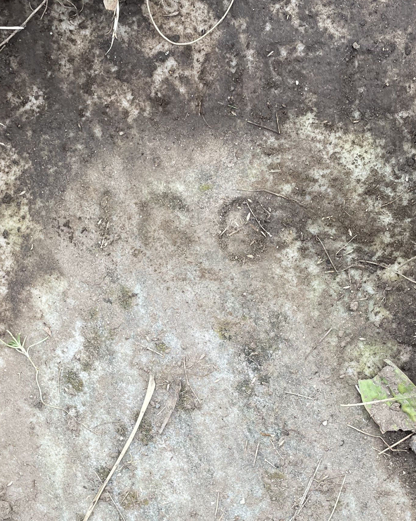 Patrolman Daniel Edward Igo | Watertown Police Department, Massachusetts